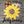 Load image into Gallery viewer, Bare Metal - Sunflower It&#39;s Scrapicated, LLC 
