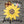 Load image into Gallery viewer, Bare Metal - Sunflower It's Scrapicated, LLC