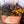 Load image into Gallery viewer, Yard Candy
