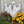 Load image into Gallery viewer, Yard Candy

