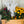 Load image into Gallery viewer, Yard Candy
