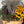 Load image into Gallery viewer, Yard Candy
