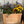 Load image into Gallery viewer, Yard Candy
